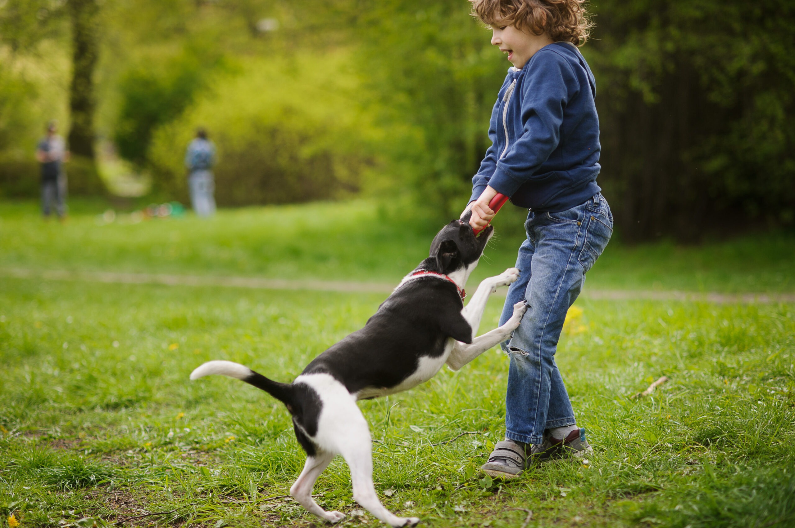 Children, Dog Bites and How They Can Be Prevented