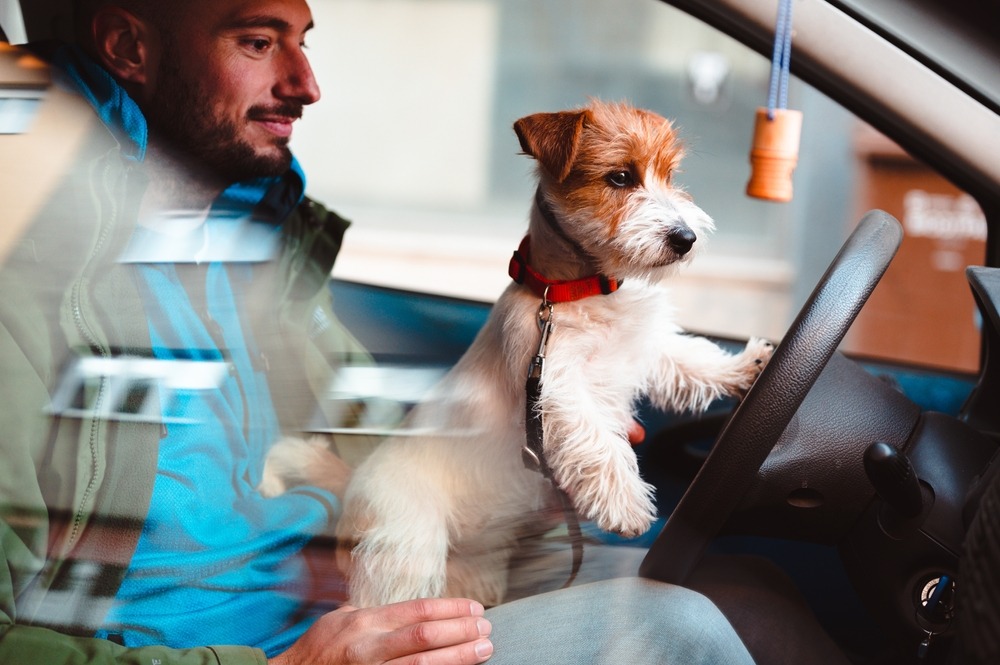 Why You Shouldn’t Hold Your Pet While Driving